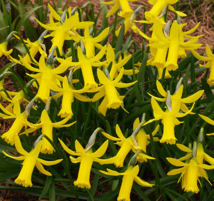 Narcissus x Minicylca